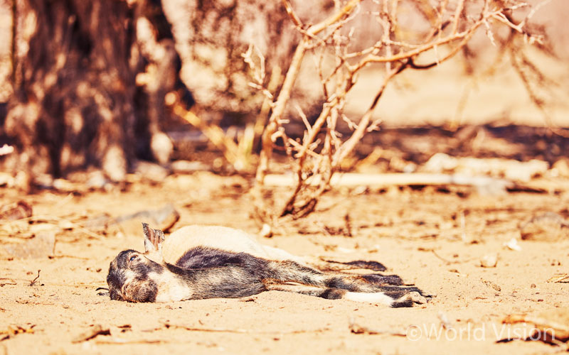 제가 처음으로 마주한 광경은 가뭄으로 말라버린 강줄기와 그 옆에 쌓여있는 수십 마리의 염소 무덤이었습니다
